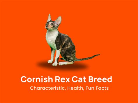 Cornish Rex Cat Breed: Characteristic, Health & Fun Facts!