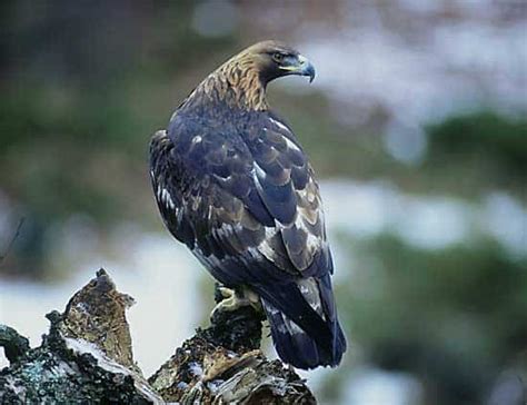 The Golden Eagle in Scotland – As climatic changes take hold, what ...