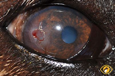 Corneal Abrasion In Dogs Treatment - Hasma