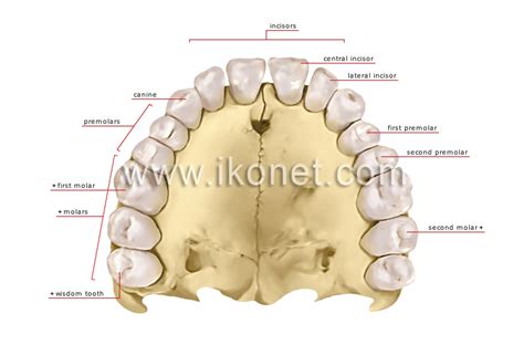 human being > anatomy > teeth > human denture image - Visual Dictionary