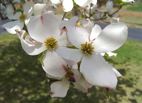 Things with Wings: Dogwood Symbolism