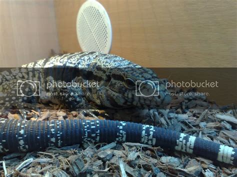 Type of Tegu? | Tegu Talk