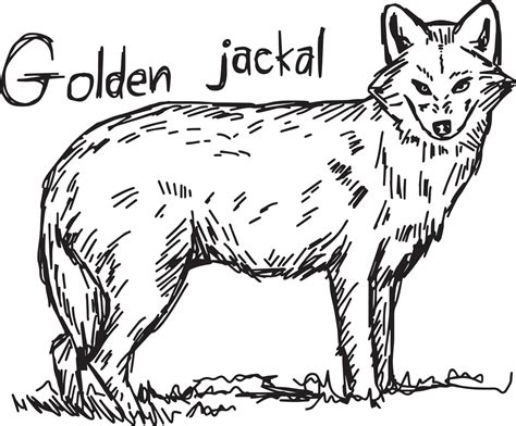 Jackal, Illustration Sketches, Logo Ideas, Vector Art, Moose Art, This Is Us, How To Draw Hands ...