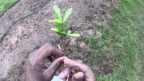 Oak Tree Sapling Identification