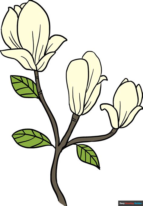 How to Draw Magnolia Flowers - Really Easy Drawing Tutorial