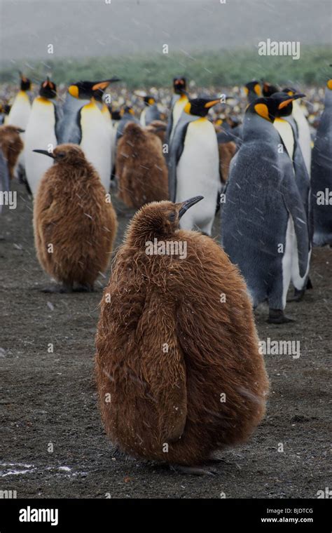 Fat penguin hi-res stock photography and images - Alamy