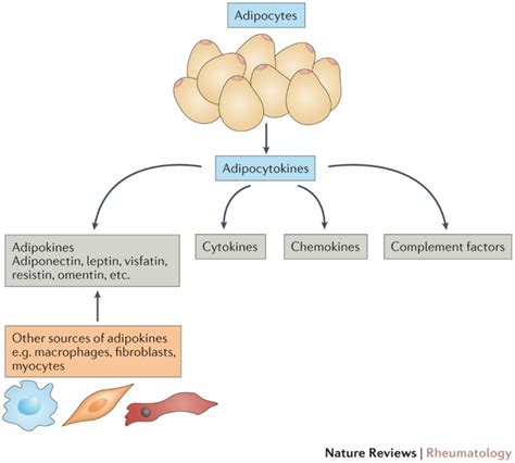 Adipokines in bone disease | Nature Reviews Rheumatology