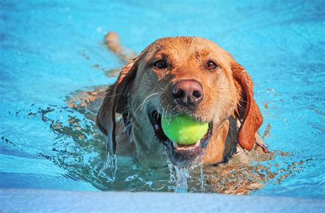 How Old Can Dogs Swim