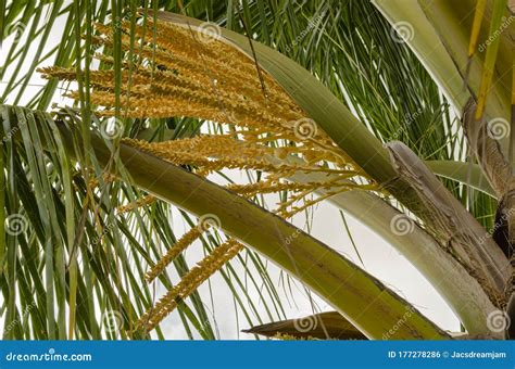 Spadix of a Coconut Palm Inflorescence Growing from the Axil of a Leaf ...