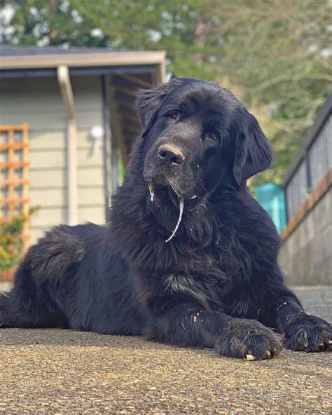 28 Great Pyrenees Mixed Breeds (With Pictures)