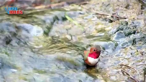 Allen's Hummingbird (Selasphorus sasin) | Nature is Amazing | Viral Videos - video Dailymotion