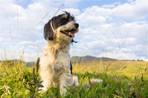 160 Popular Canadian Dog Names For Your Adorable Puppies