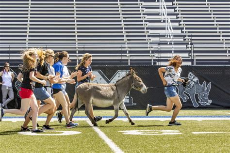 Meet The Donkeys Who Duked It Out To Become The New, Long Face Of The Colorado School Of Mines ...