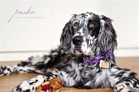 English Setter puppy. Ryman blue belton. | English setter, Dog lovers, Puppies