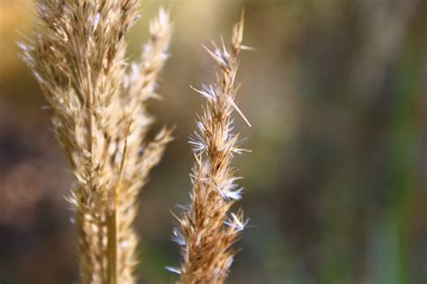 Spikelets Grass Plant - Free photo on Pixabay - Pixabay