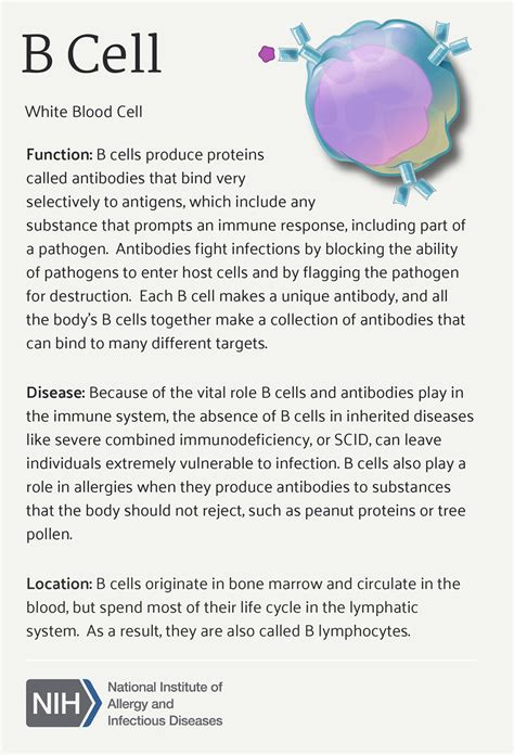 B Cells