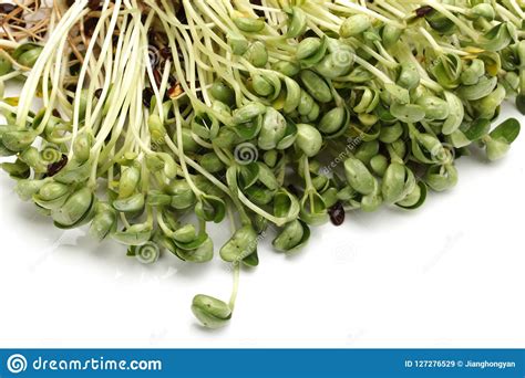 Fresh Black bean sprouts stock image. Image of earth - 127276529