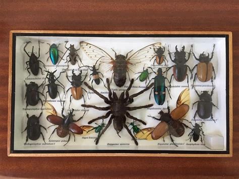 Taxidermy - 21 insects and beetles in a framework - 20 x 3 - Catawiki