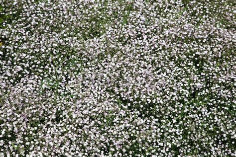 Pink baby s breath flowers stock image. Image of small - 32591925