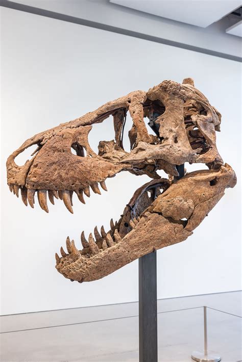 T. rex skull could sell for $20 million at auction | CNN | Skull ...