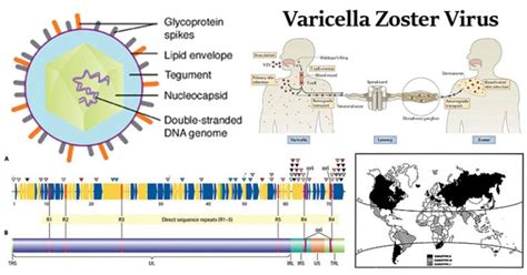 Varicella Zoster Virus Structure