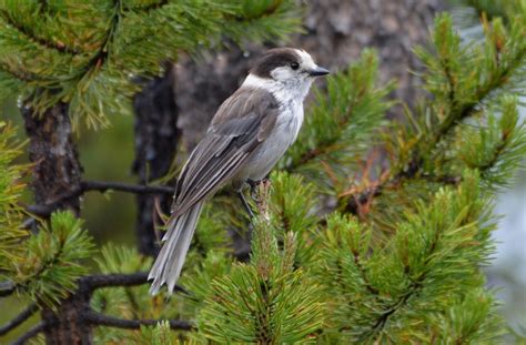 Gray Jay declared Canada’s national bird in survey by magazine | Humber ...