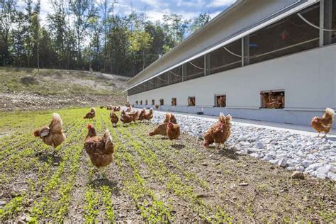 Poultry equipment manufacturer - Modern free range poultry systems - Poultry turnkey projects ...