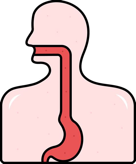 Red And Pink Illustration Of Esophagus Anatomy Flat Icon. 25084257 Vector Art at Vecteezy