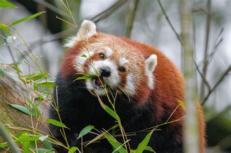 Premium Photo | Young red pandas eating bamboo portrait of a panda eating bamboo