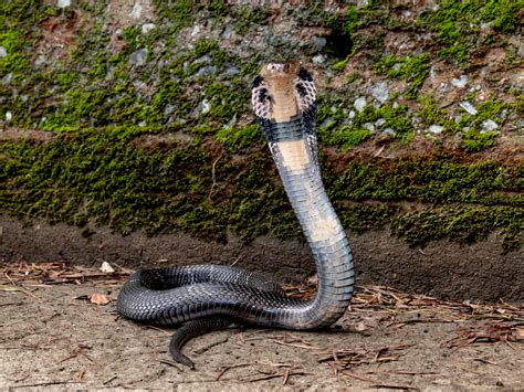 Practical Venomous Snake ID Guide — HongKongSnakeID.com