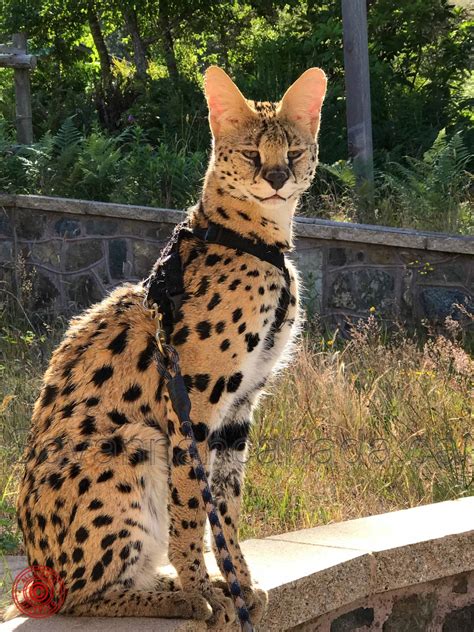 Differences between Bengal and Savannah cats