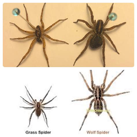 Wolf Spider ID- what type of wolf spiders are these? : r/spiders