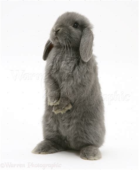 Young grey Lop rabbit photo WP20666