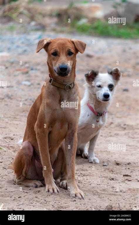 Aspin dog hi-res stock photography and images - Alamy