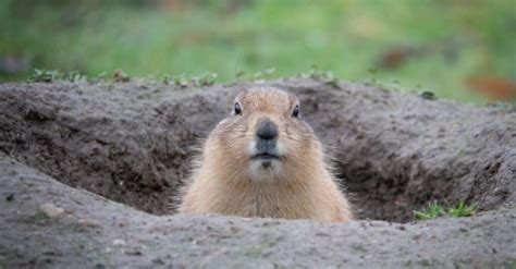 10 Incredible Groundhog Facts - WikiPoint - Wiki Point