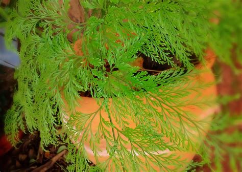 Free Images : tree, branch, leaf, flower, moss, green, soil, botany, close, flora, fern, leaves ...