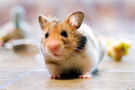 Hình nền chuột Hamster dễ thương - Top Những Hình Ảnh Đẹp