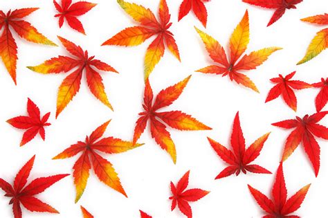 Red Autumn Leaves Free Stock Photo - Public Domain Pictures