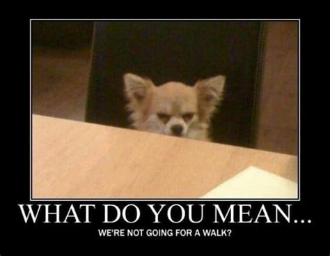 30+ Best Angry Dog Memes