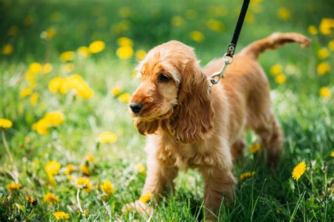 Facts About the Truly Amazing Golden Retriever-Cocker Spaniel Mix - DogAppy