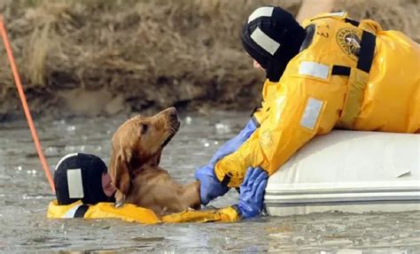 22 fotos conmovedoras de personas ayudando a animales ¡Tengamos FE en la humanidad! | Difundir.ORG