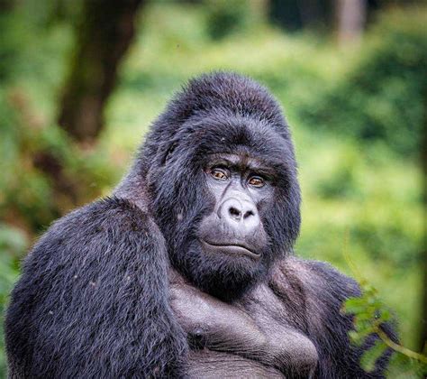 Understanding Aggressive Gorilla Behavior