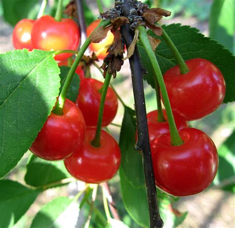 Plant Life: Fruit Crops