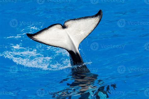 orca killer whale while swimming 12228602 Stock Photo at Vecteezy