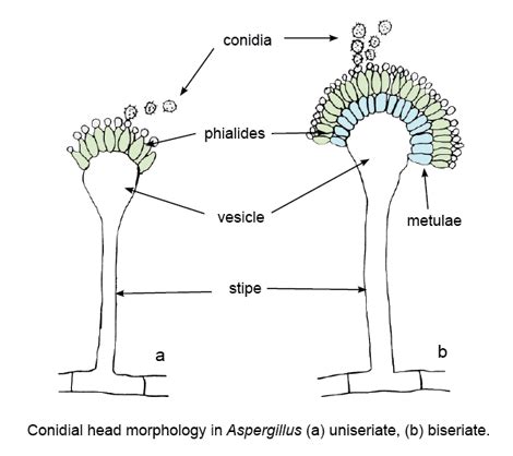 Aspergillus Fumigatus Morphology