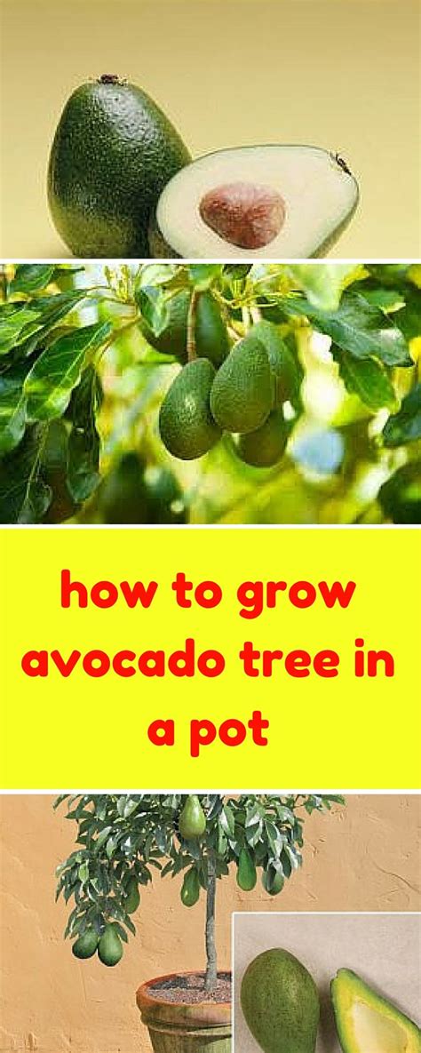 Avocado Tree Care And Maintenance | Home and Garden Reference