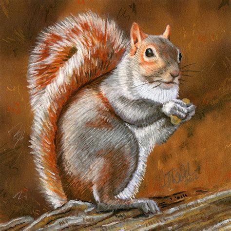 Squirrel drawing - silopetime