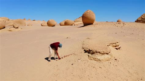 Ancient whale fossils found in the desert | NOVA | PBS