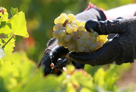 Wine Experts: Worst Grape Harvest in 50 Years | The Weather Channel