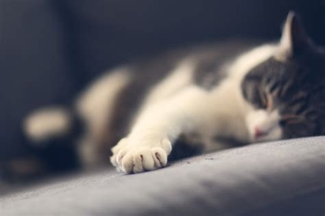 Study Reveals The Long-Term Side Effects Of Declawing Cats